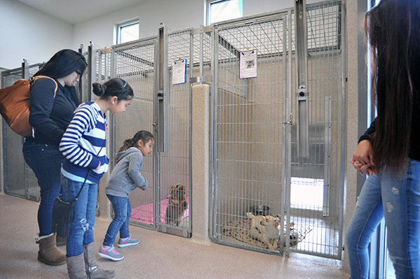 Potential adopters look at dogs in double-compartment housing