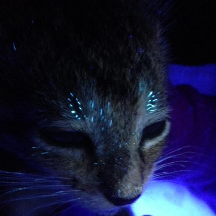 Стригущий лишай у кошек под лампой вуда фото