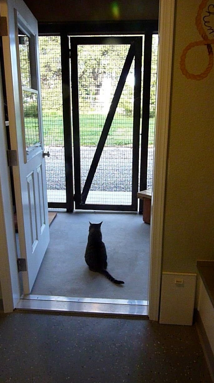 Screen door indoor outlet cat