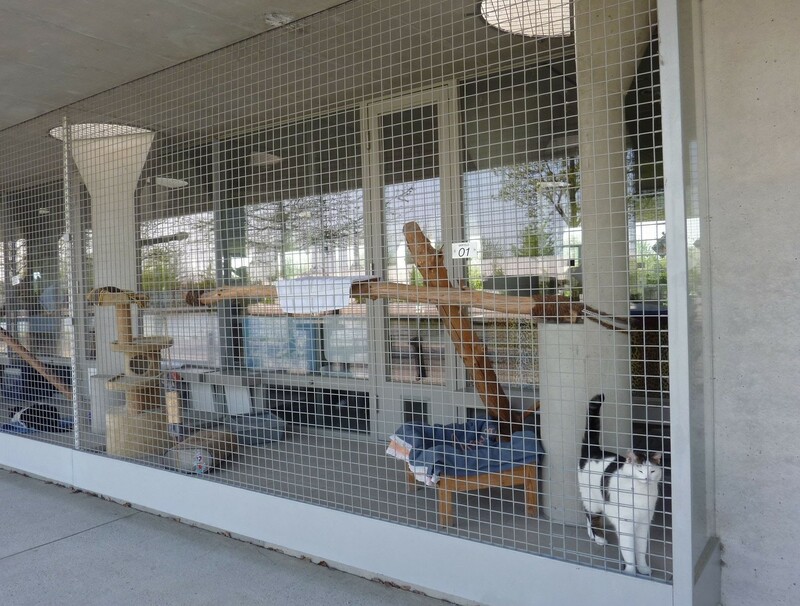 Cat cages hotsell for animal shelters