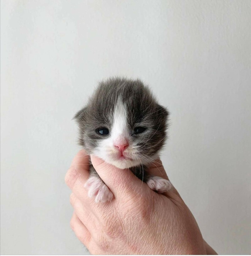 tiny kitten being held in a person's hand